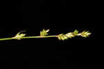 Brownish sedge